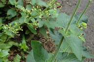 Scrophularia smithii ssp. langeana