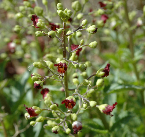 Scrophularia glabrata