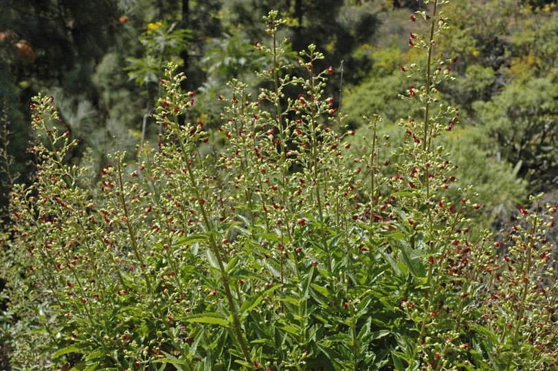 Scrophularia glabrata