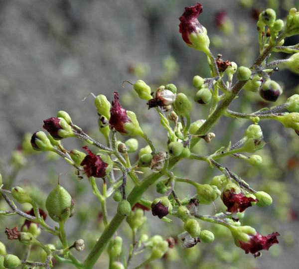 Scrophularia glabrata