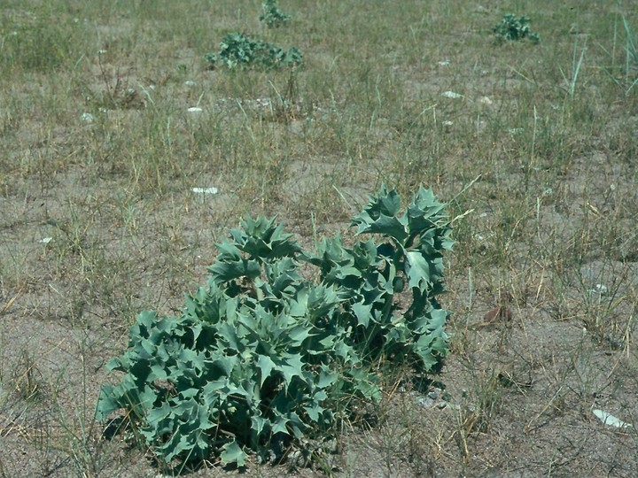 Eryngium maritimum