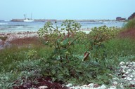 Angelica archangelica ssp. littoralis