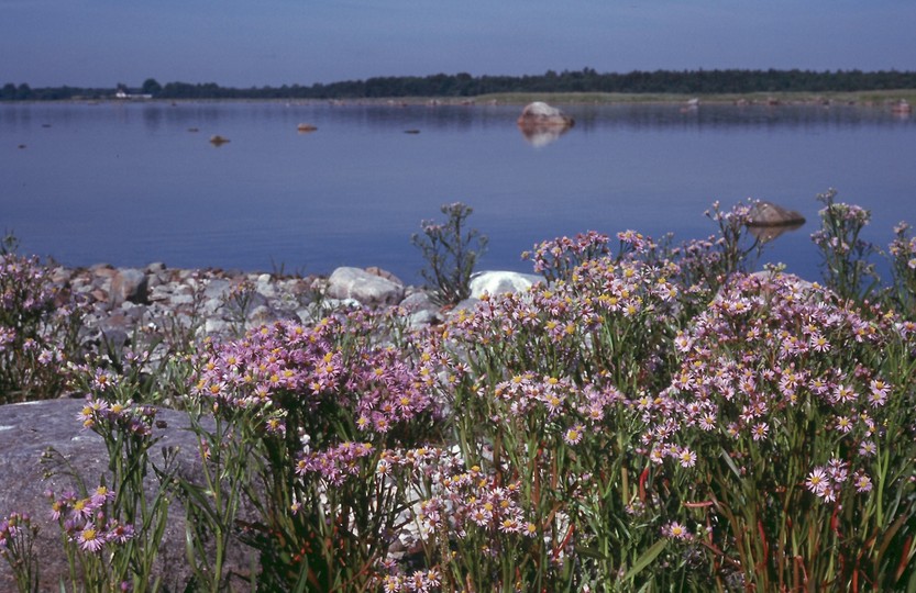 Tripolium pannonicum ssp. tripolium