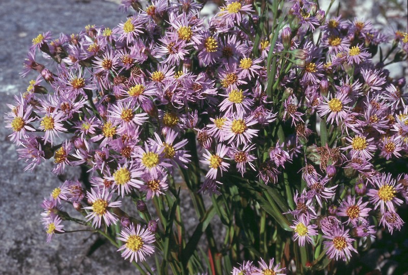 Tripolium pannonicum ssp. tripolium