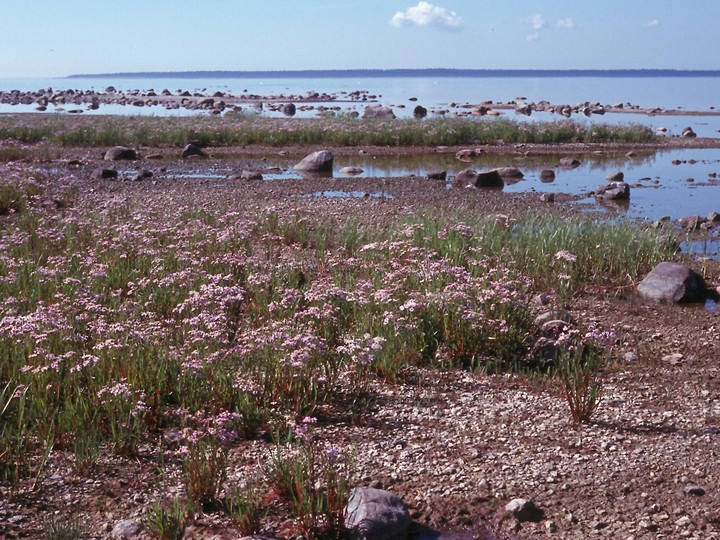 Tripolium pannonicum ssp. tripolium