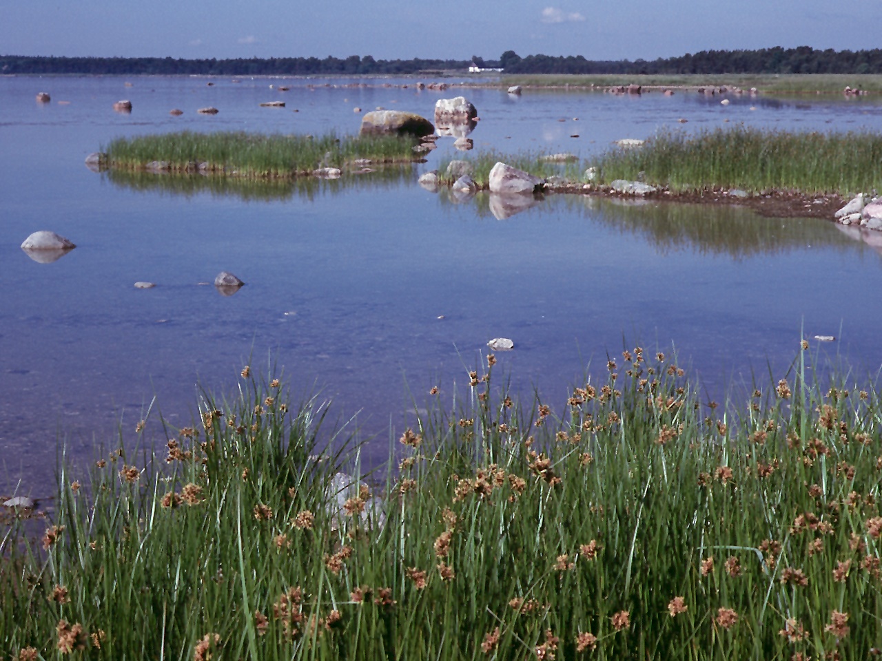 shoreham_wading_river_patch