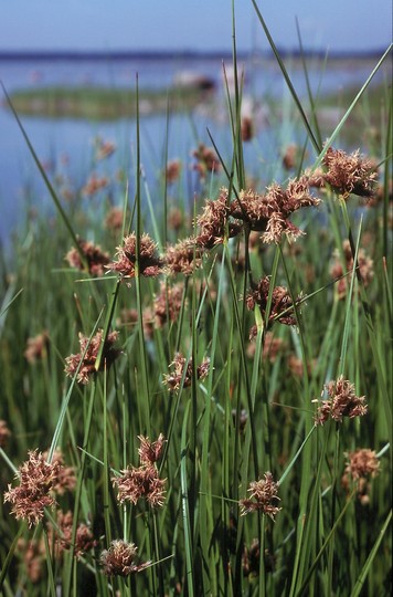 Scirpus maritimus