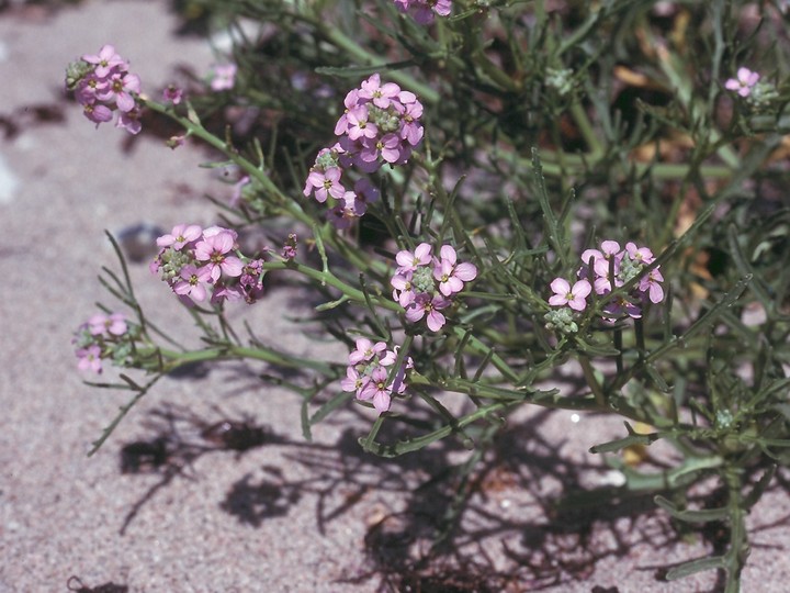 Cakile maritima