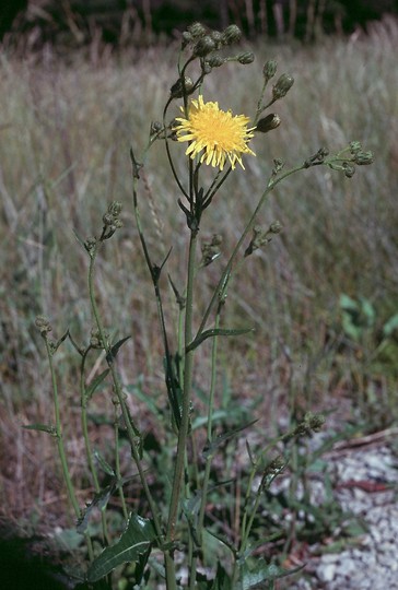 Sonchus arvensis