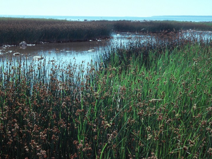 Scirpus tabernaemontani