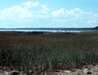 Scirpus tabernaemontani