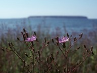 Lactuca tatarica