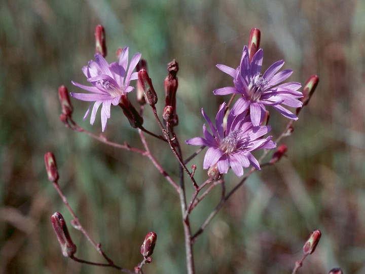 Lactuca tatarica