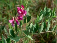 Lathyrus japonicus