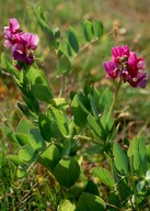 Lathyrus japonicus