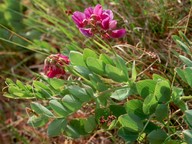 Lathyrus japonicus