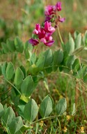 Lathyrus japonicus