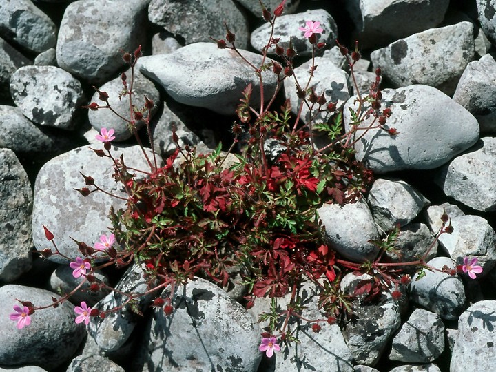 Geranium robertianum