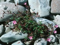 Geranium robertianum