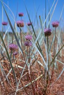 Jasione montana