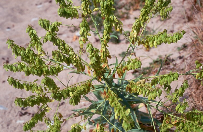 Isatis tinctoria