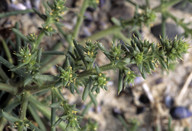 Salsola kali