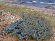 Crambe maritima