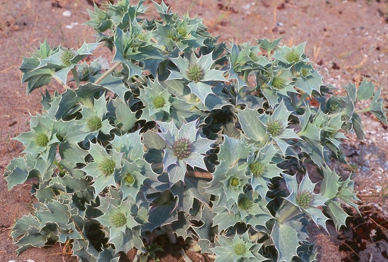 Eryngium maritimum