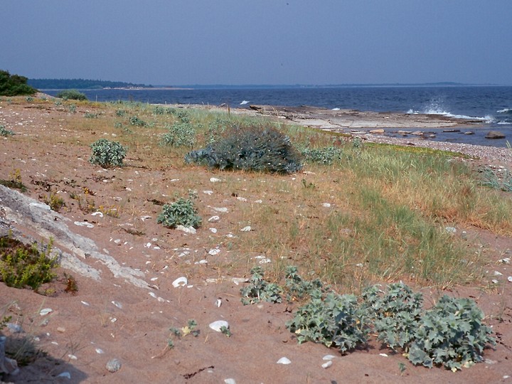 Crambe maritima