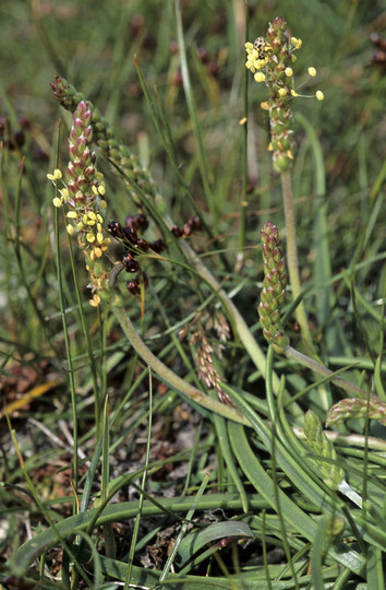 Plantago maritima