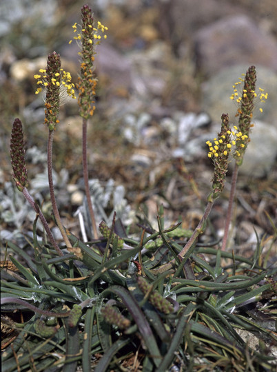 Plantago maritima