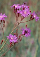 Lactuca tatarica