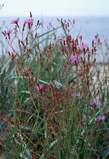 Lactuca tatarica