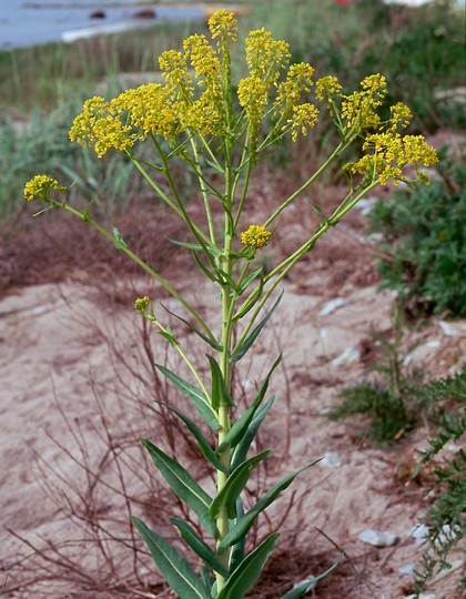 Isatis tinctoria