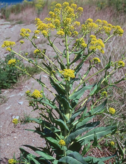 Isatis tinctoria