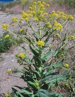 Isatis tinctoria