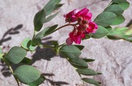 Lathyrus japonicus