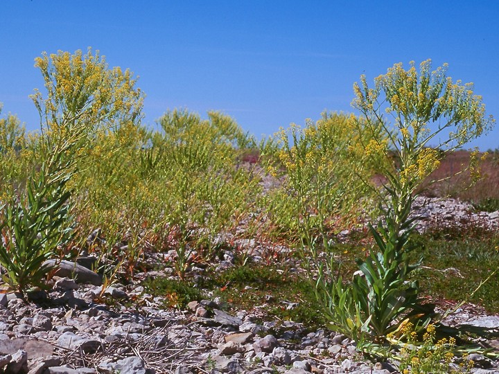 Isatis tinctoria