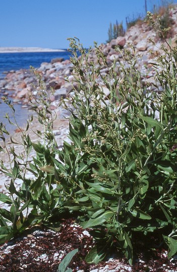 Lepidium latifolium