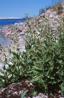 Lepidium latifolium