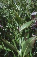 Lepidium latifolium