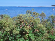 Angelica archangelica ssp. littoralis