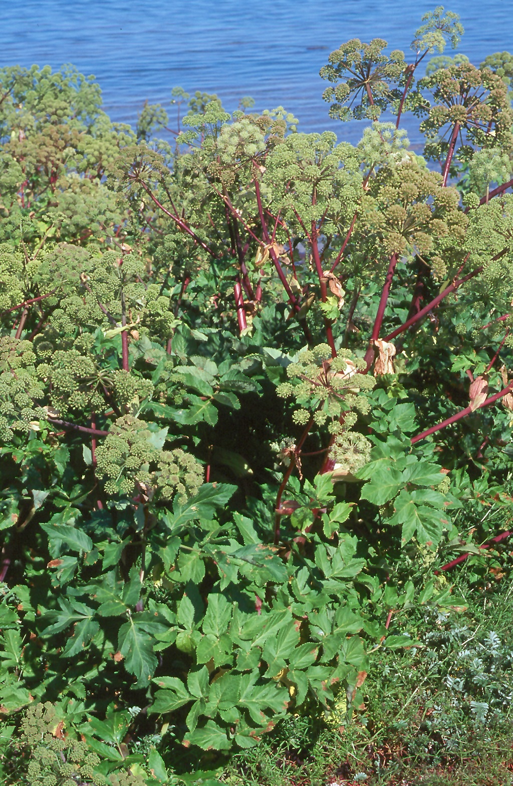Angelica archangelica ssp. littoralis