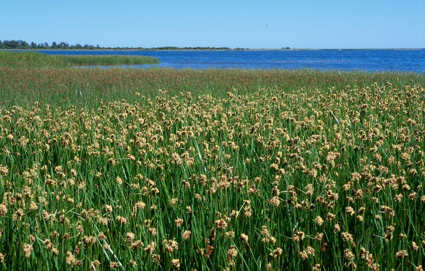 Scirpus maritimus