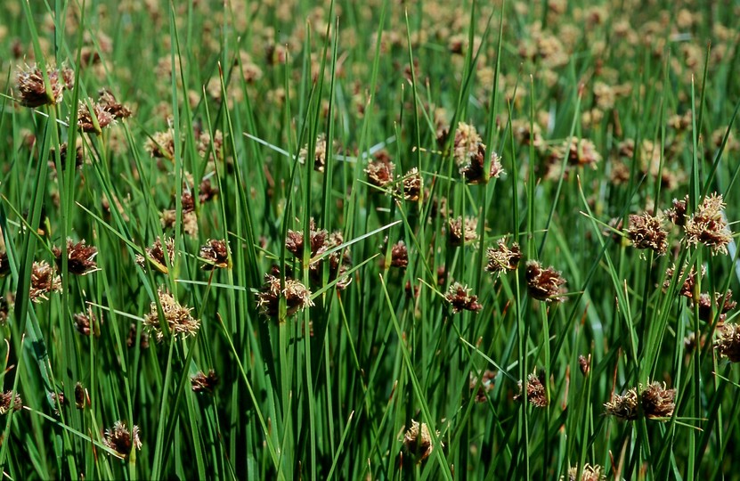 Scirpus maritimus