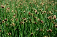 Scirpus maritimus