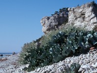 Crambe maritima