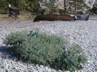 Crambe maritima