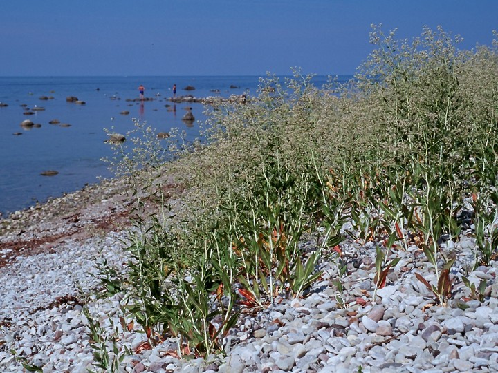 Lepidium latifolium