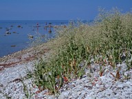 Lepidium latifolium